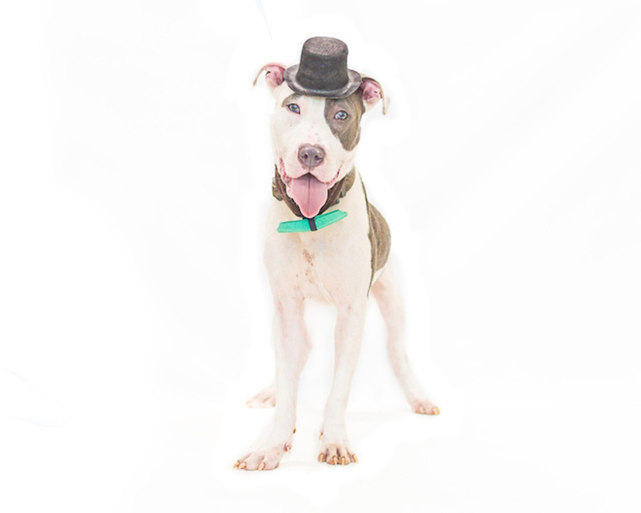 30 super-cute, super-adoptable dogs waiting for you to take them home