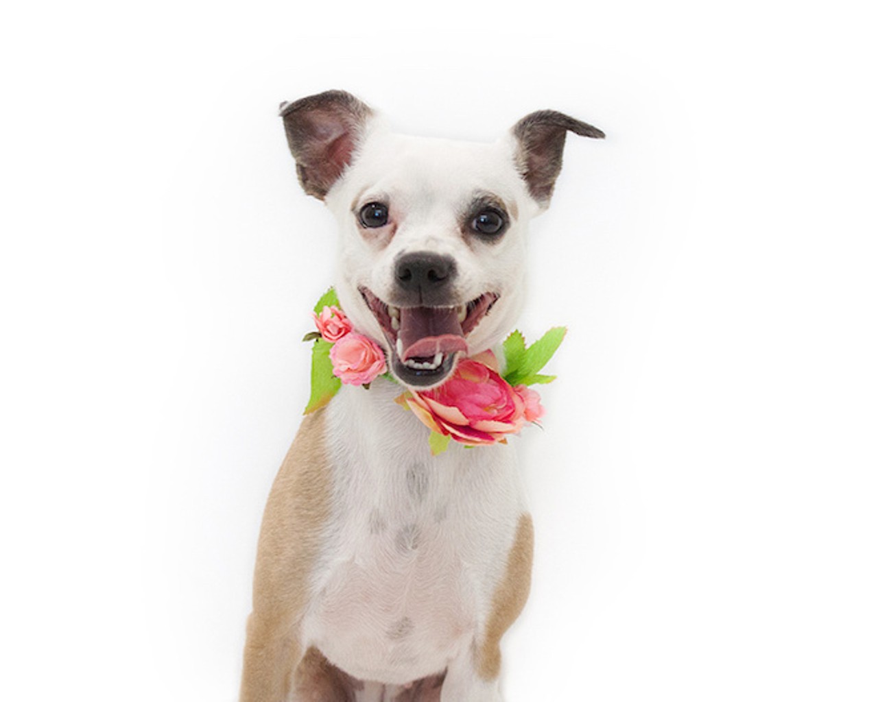30 super-cute, super-adoptable dogs waiting for you to take them home