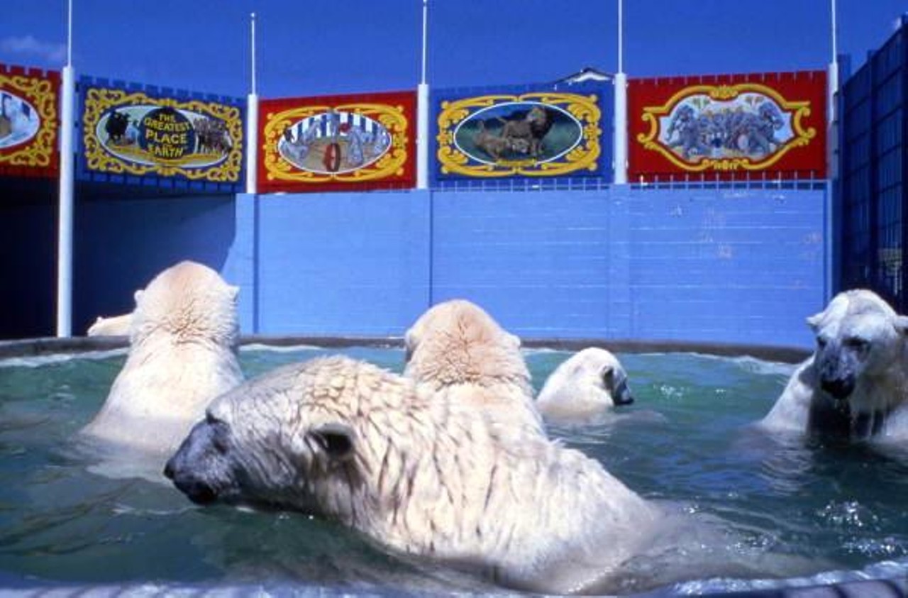 There were polar bears, too. We can't imagine that they liked the Florida heat very much. So they probably spent a lot of time in this pool. (via floridamemory.com)