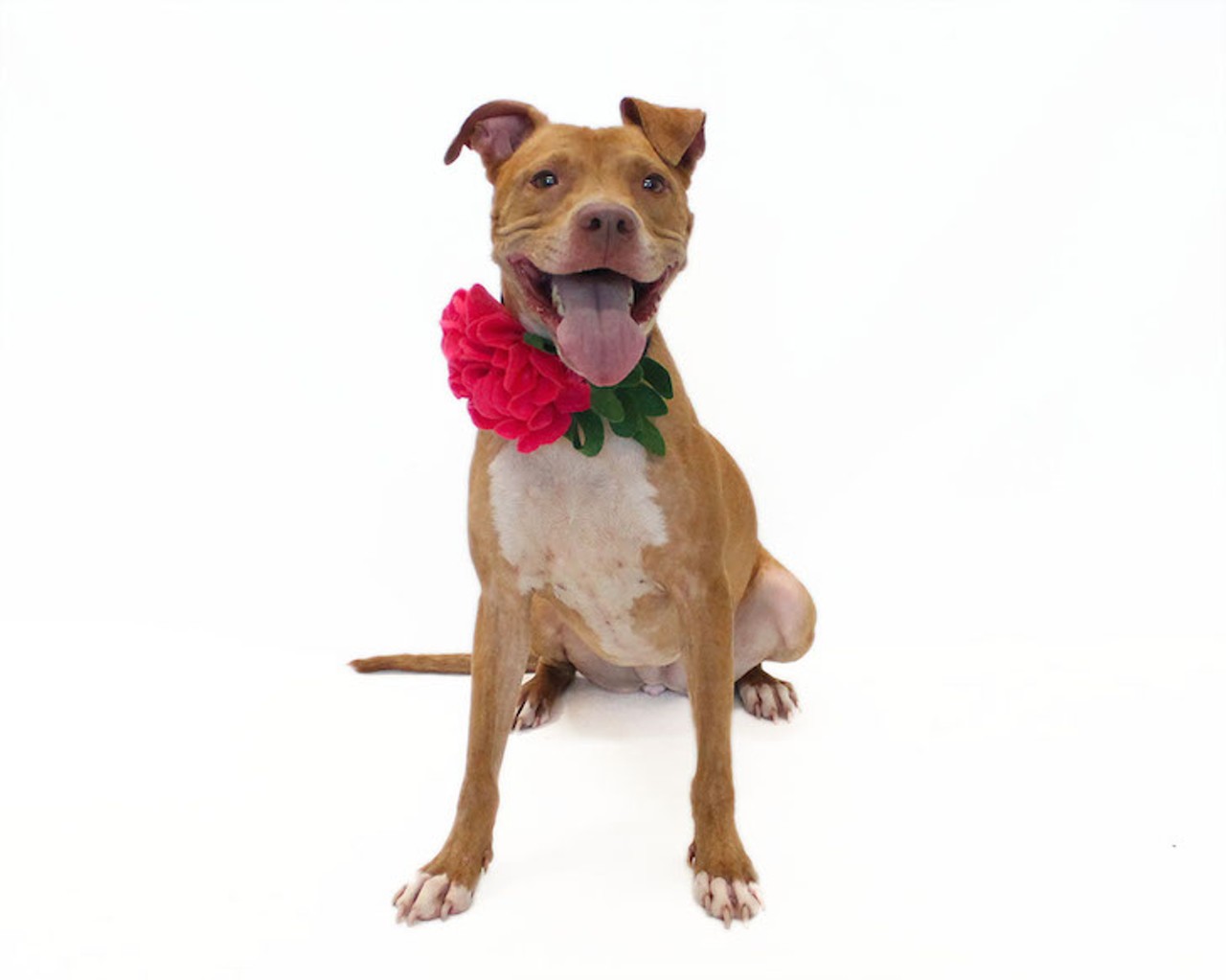 31 adoptable dogs available right now at OCAS