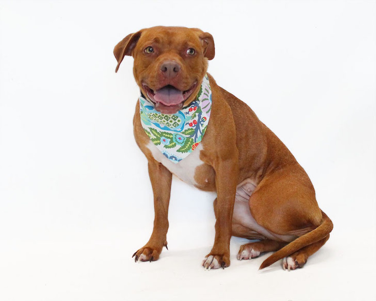 31 adoptable dogs available right now at OCAS