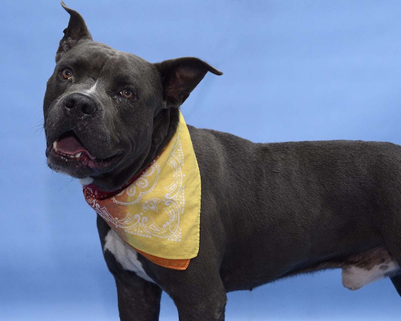 32 adorable dogs who need homes right now