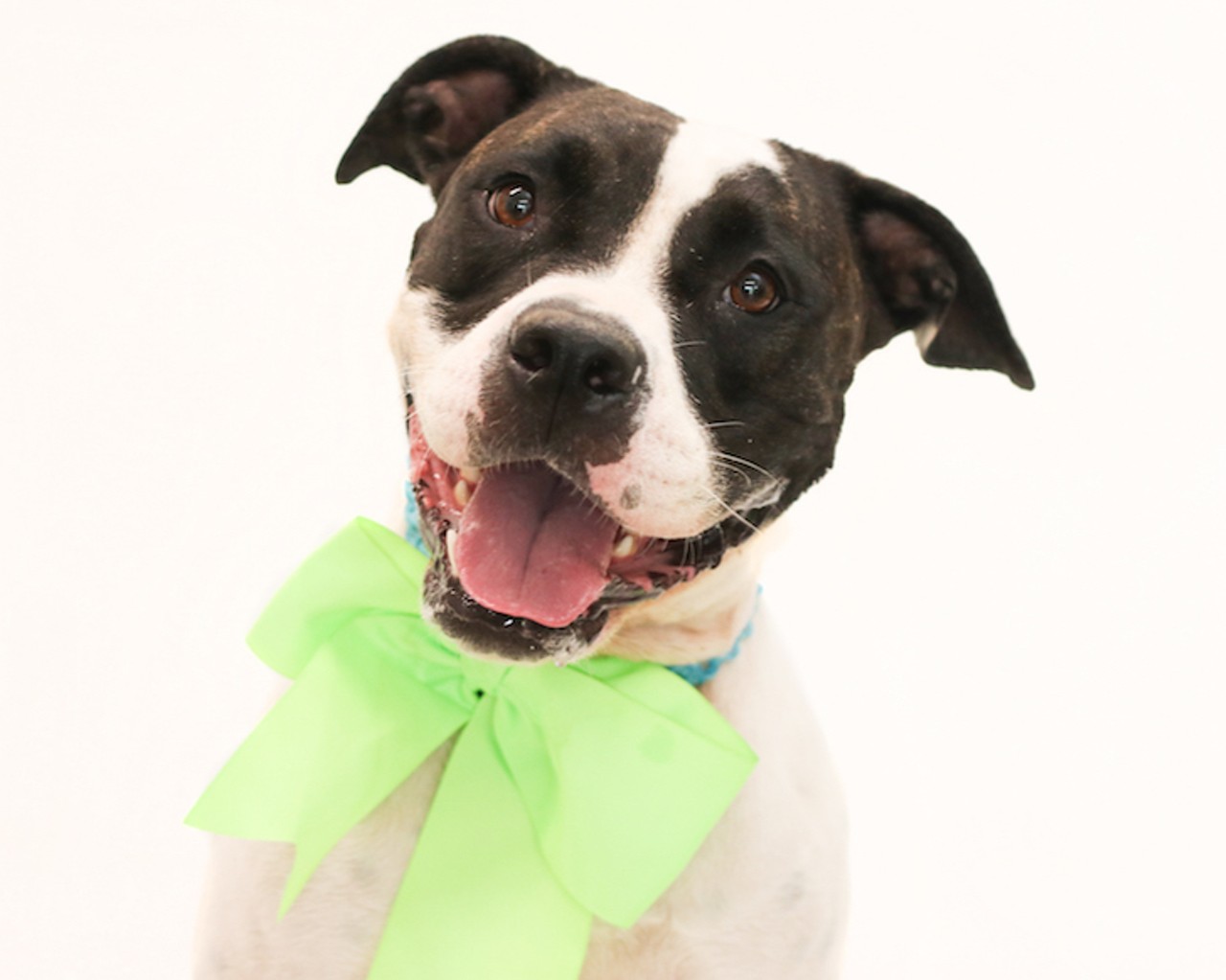 32 dapper dogs in Orange County, all dressed up to find forever homes