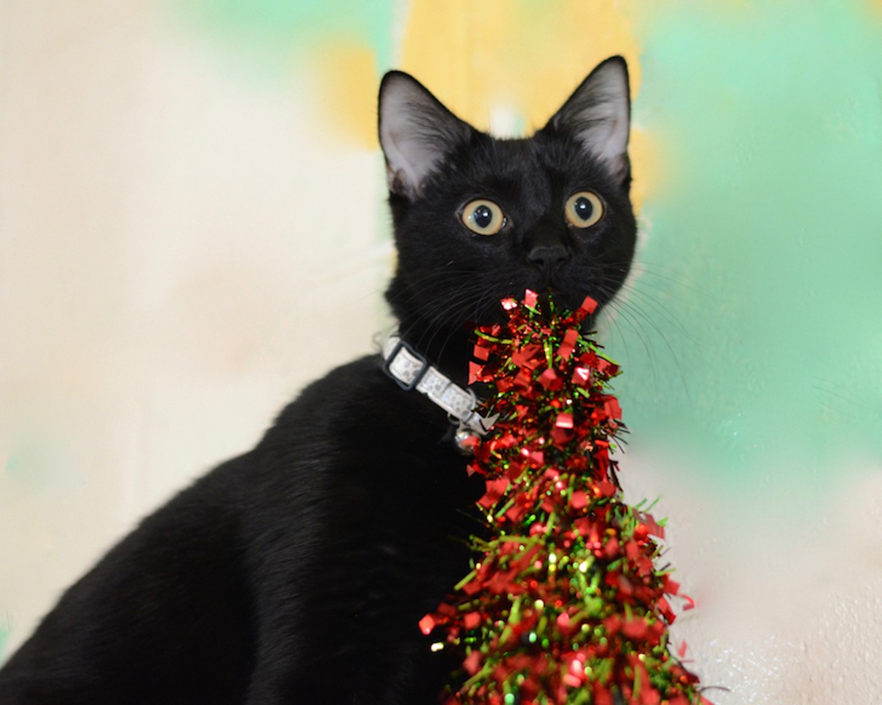 32 Orlando cats and dogs looking for a new home to spend Christmas