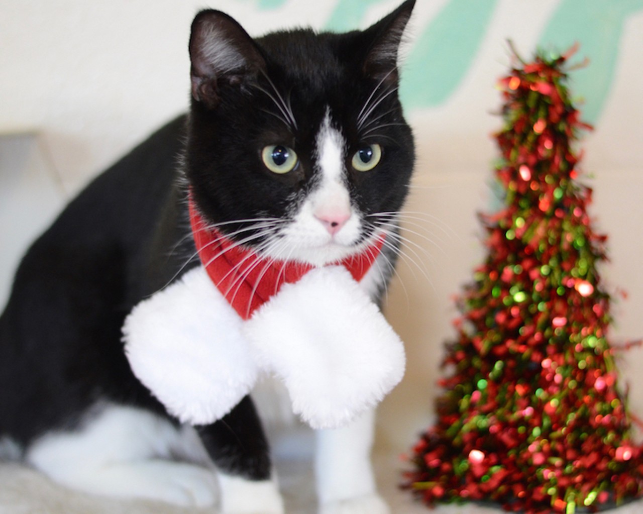 32 Orlando cats and dogs looking for a new home to spend Christmas