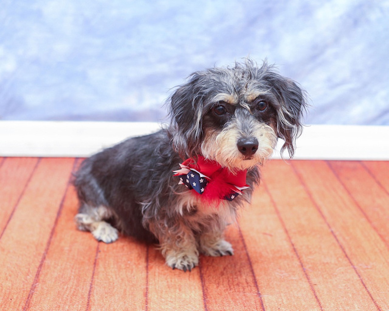 32 patriotic pups who'd love to celebrate their independence from the animal shelter with you