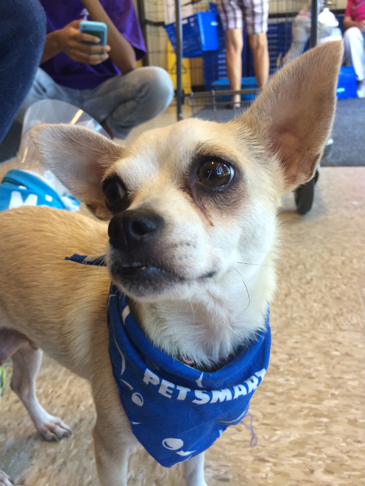 This cute little dog was up for adoption at an OCAS adoption event at Petsmart on Sunday 29 certified pre-owned pups looking for homes at Orange County Animal Services