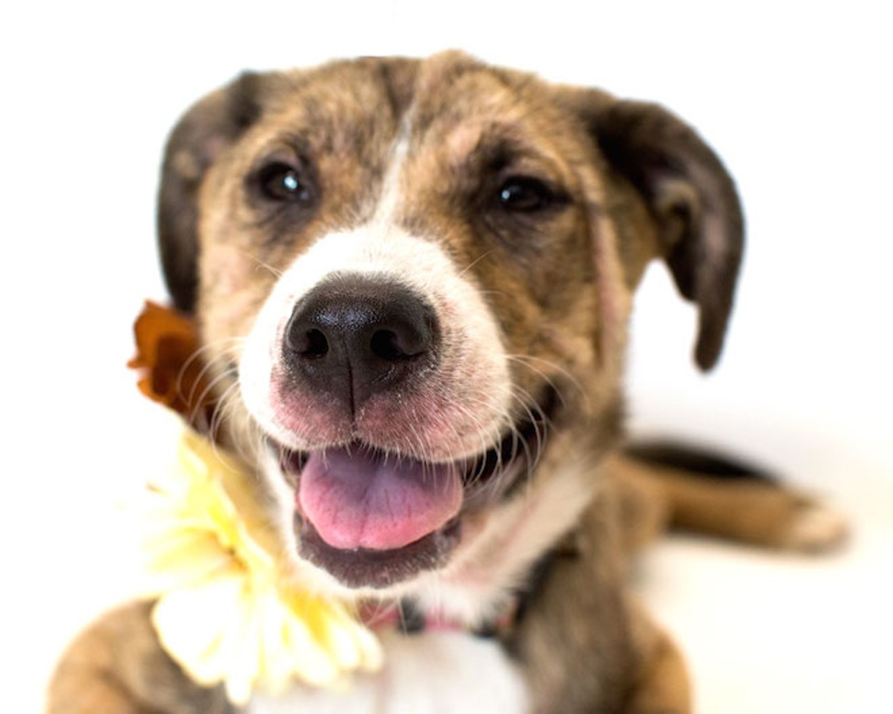 34 precious pups waiting for you at Orange County Animal Services