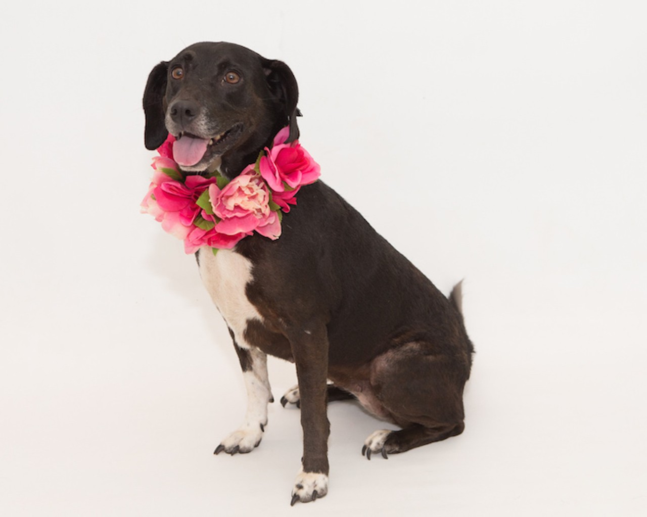 35 adoptable dogs just beggin' for a new owner at OCAS