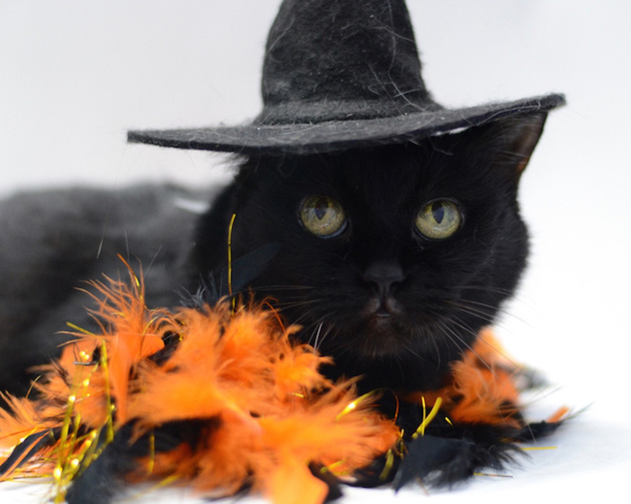 36 adoptable cats and dogs who will totally let you dress them up for Halloween