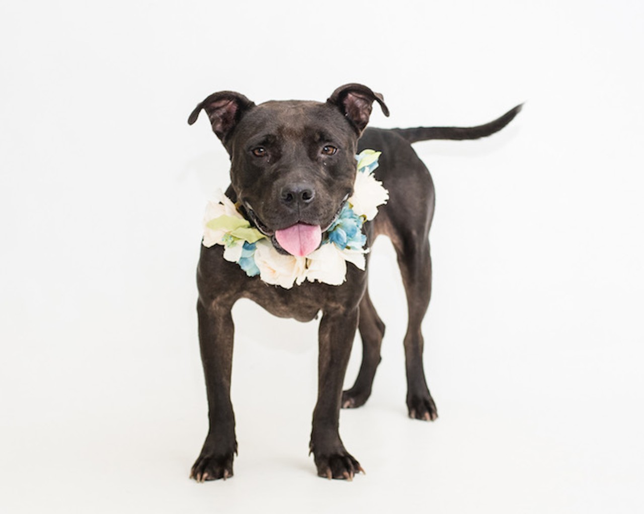 37 adoptable pups beggin&#146; to meet you at Orange County Animal Services