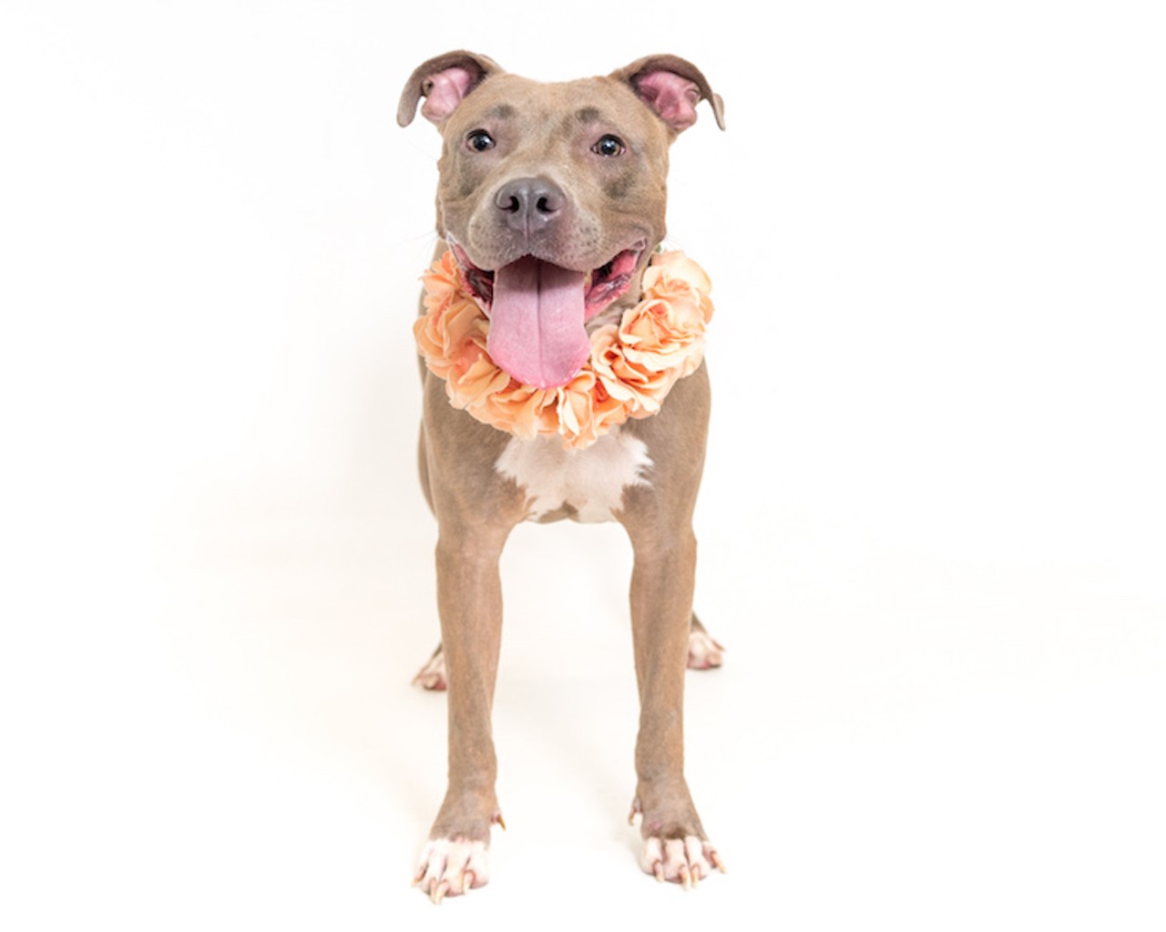 38 adoptable dogs available right now at Orange County Animal Services