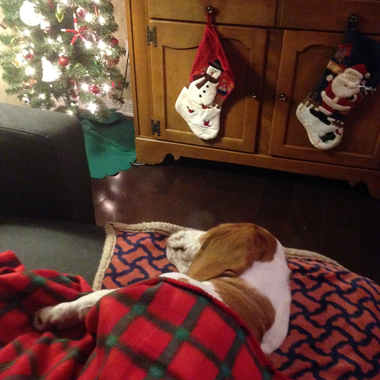 Sleepy Basset hound now awaiting Christmas