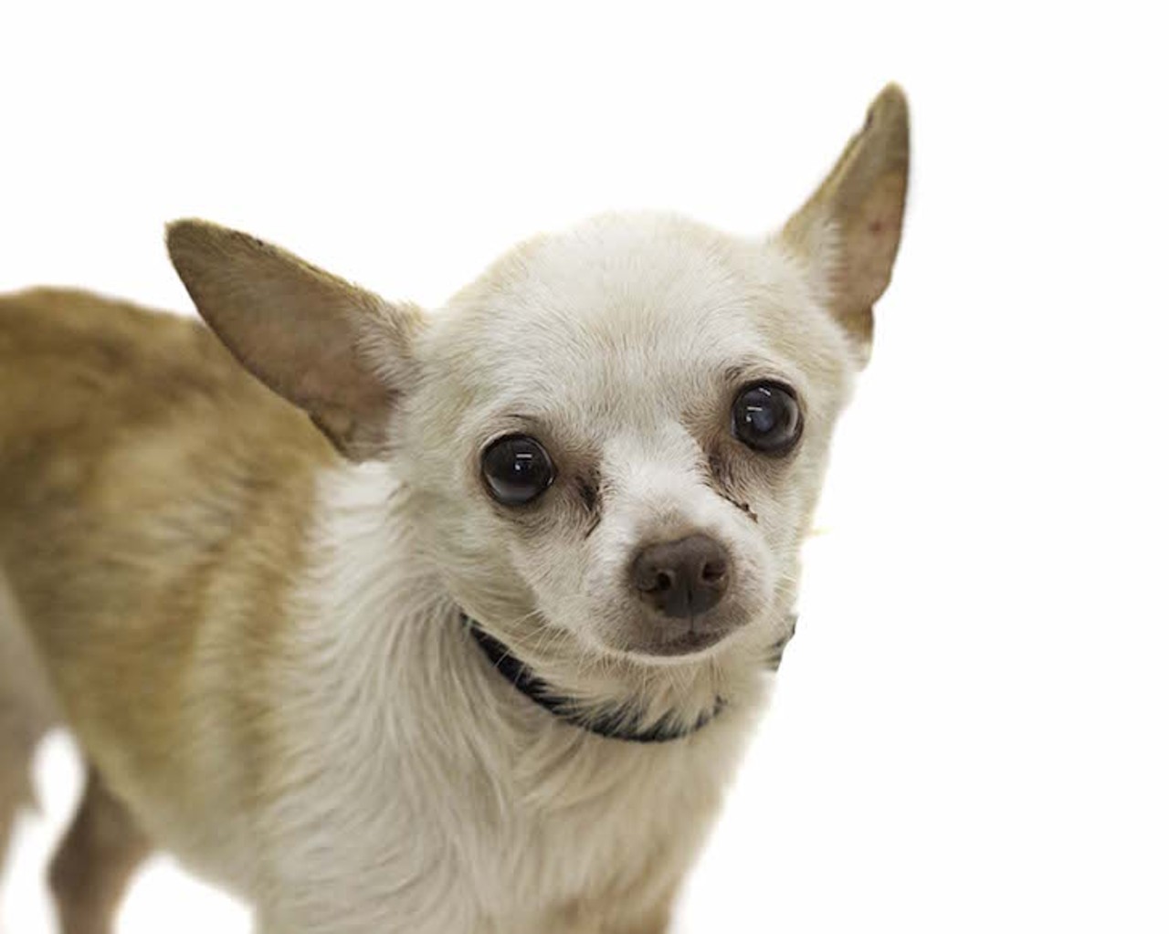 40 adoptable dogs and cats that are all like, 'Sup?'