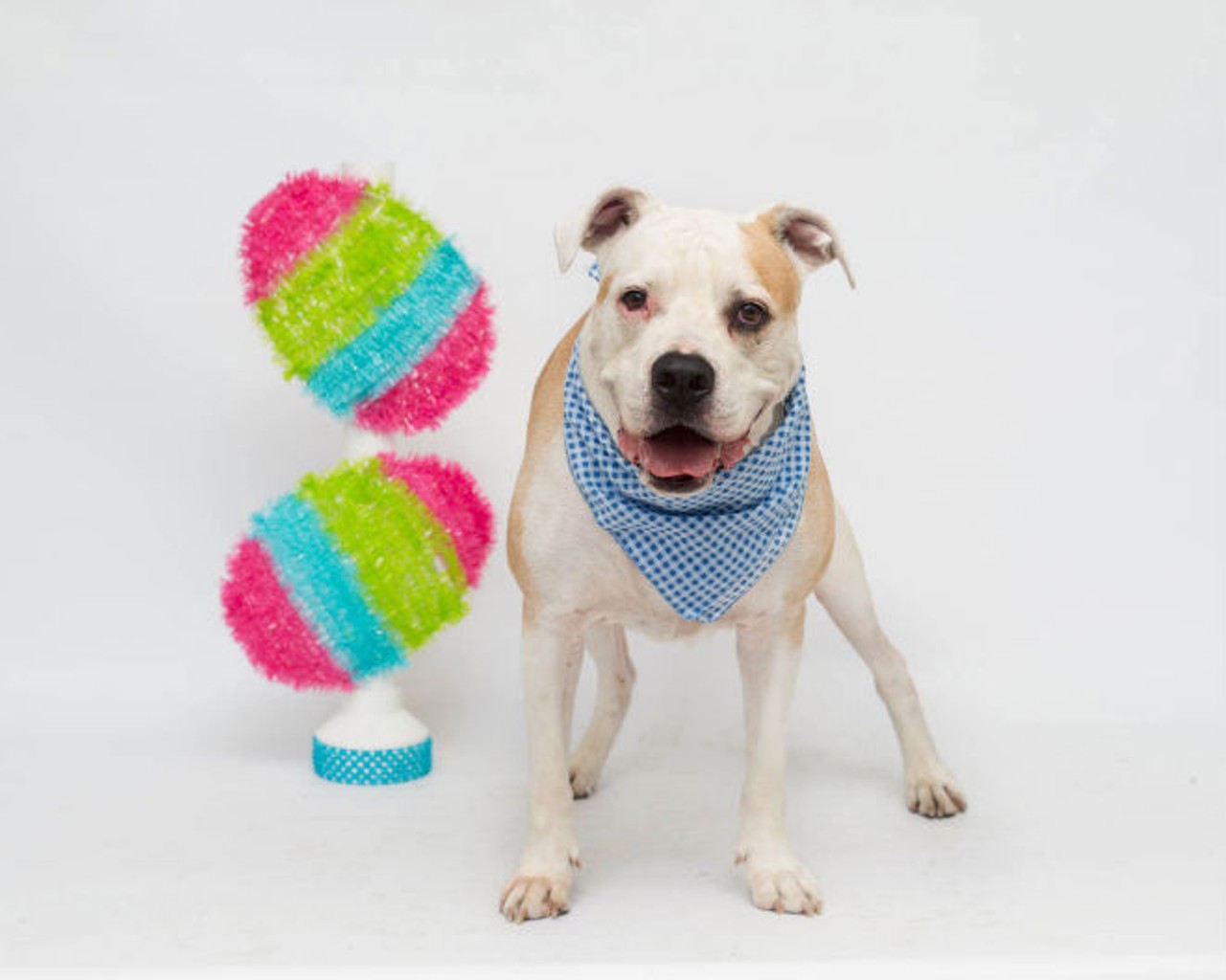 40 sweet photos of adoptable dogs at Orange County Animal Services