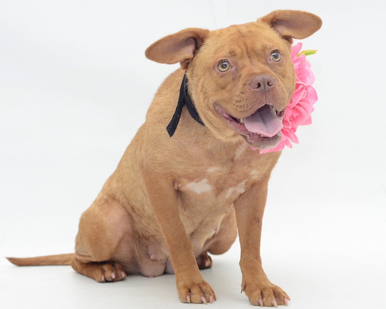 42 adorable dogs in Orlando who need homes right this minute
