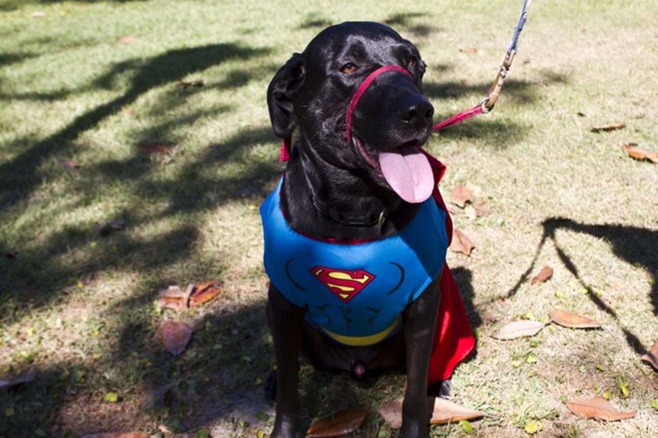 47 insanely cute pets from the Winter Park Pet Costume Contest