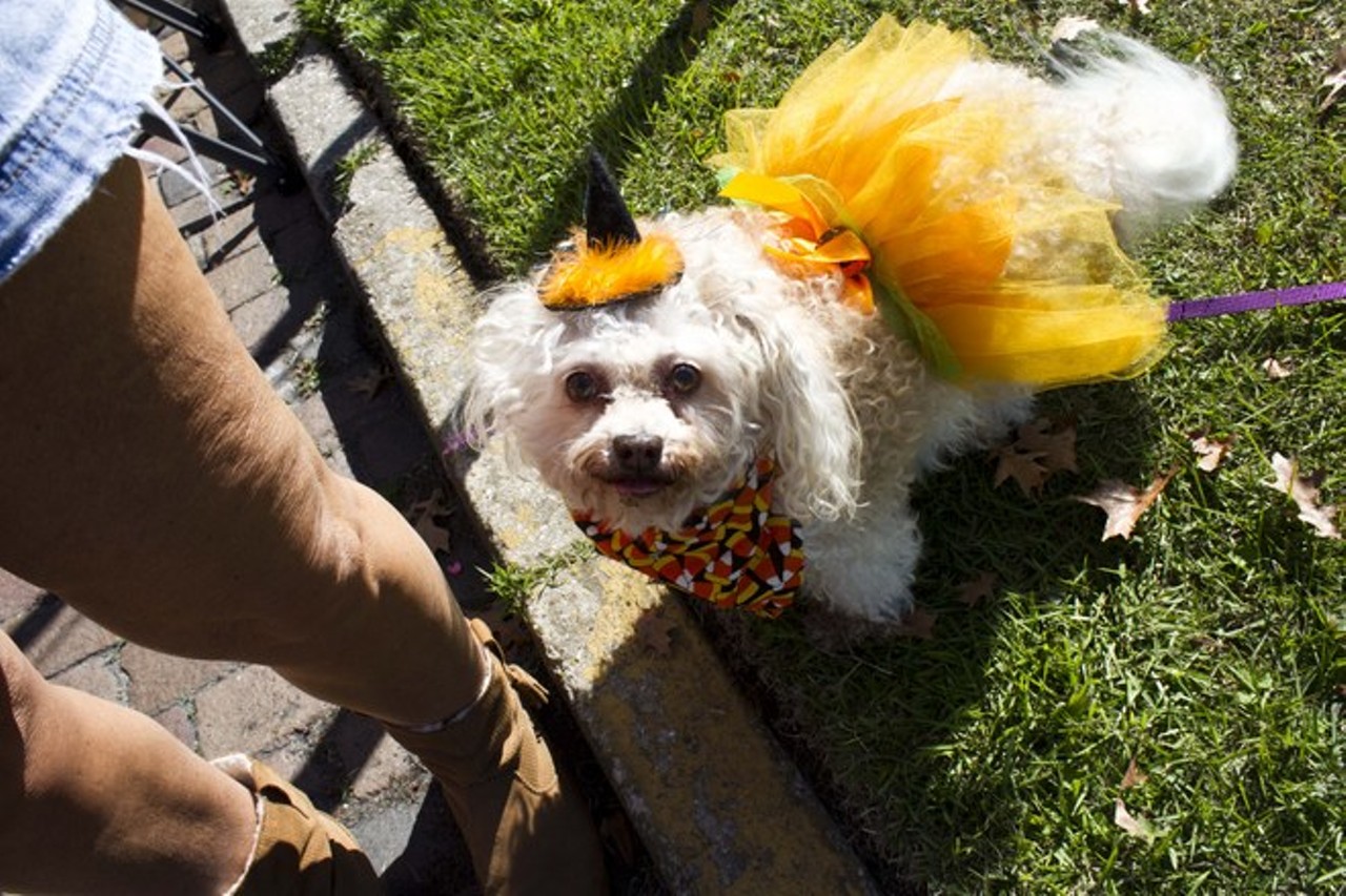 47 insanely cute pets from the Winter Park Pet Costume Contest