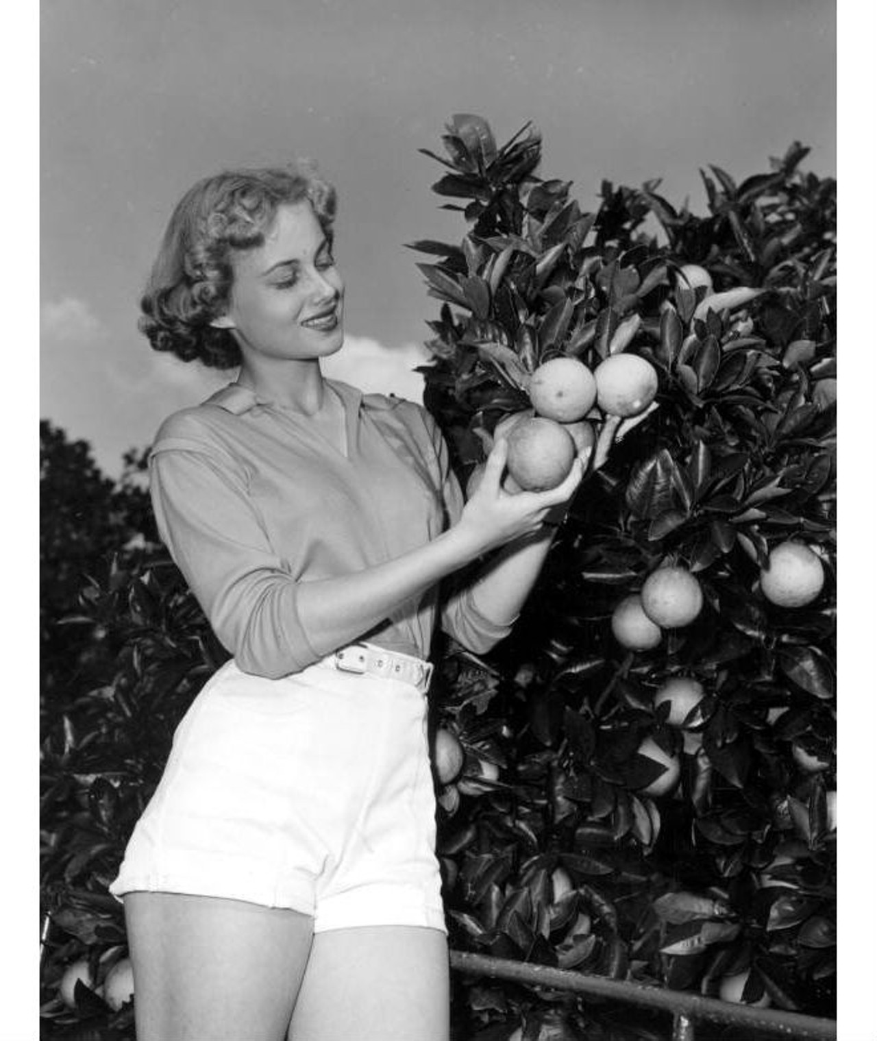 Kay Andrews picking oranges at contest in a grov