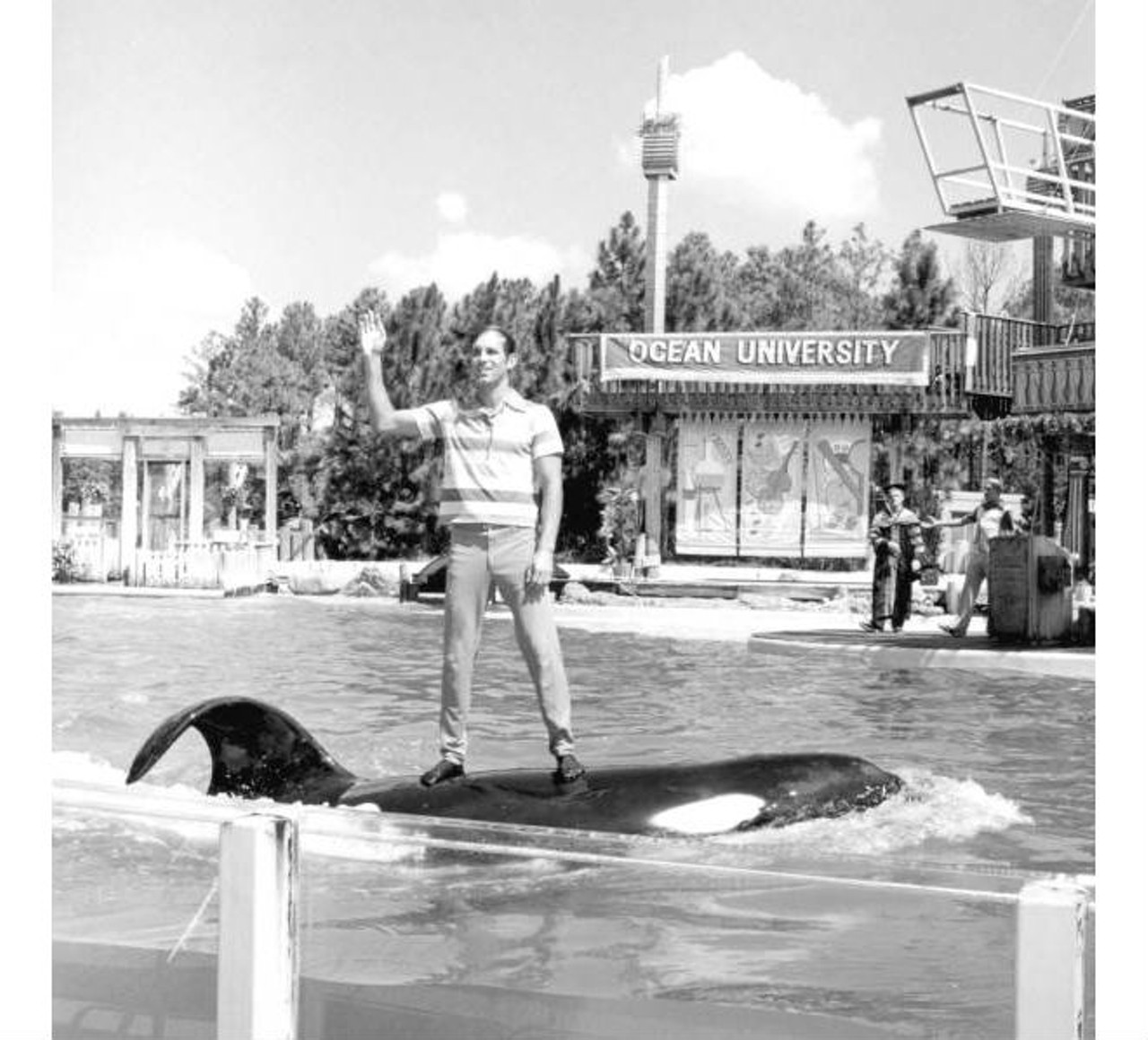 Man standing on the back of a killer whale at Sea World