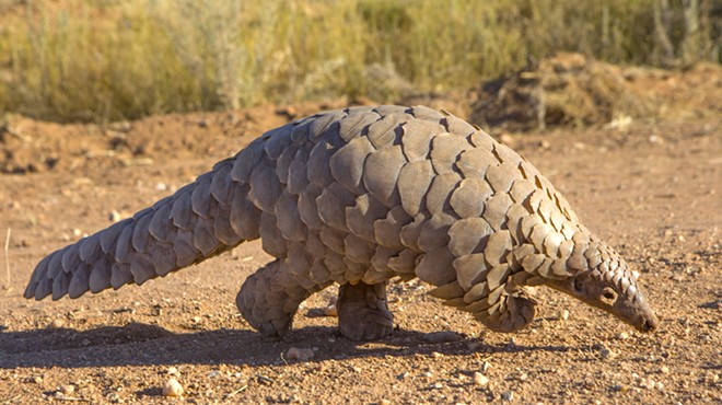 We learned a lot more about pangolins.