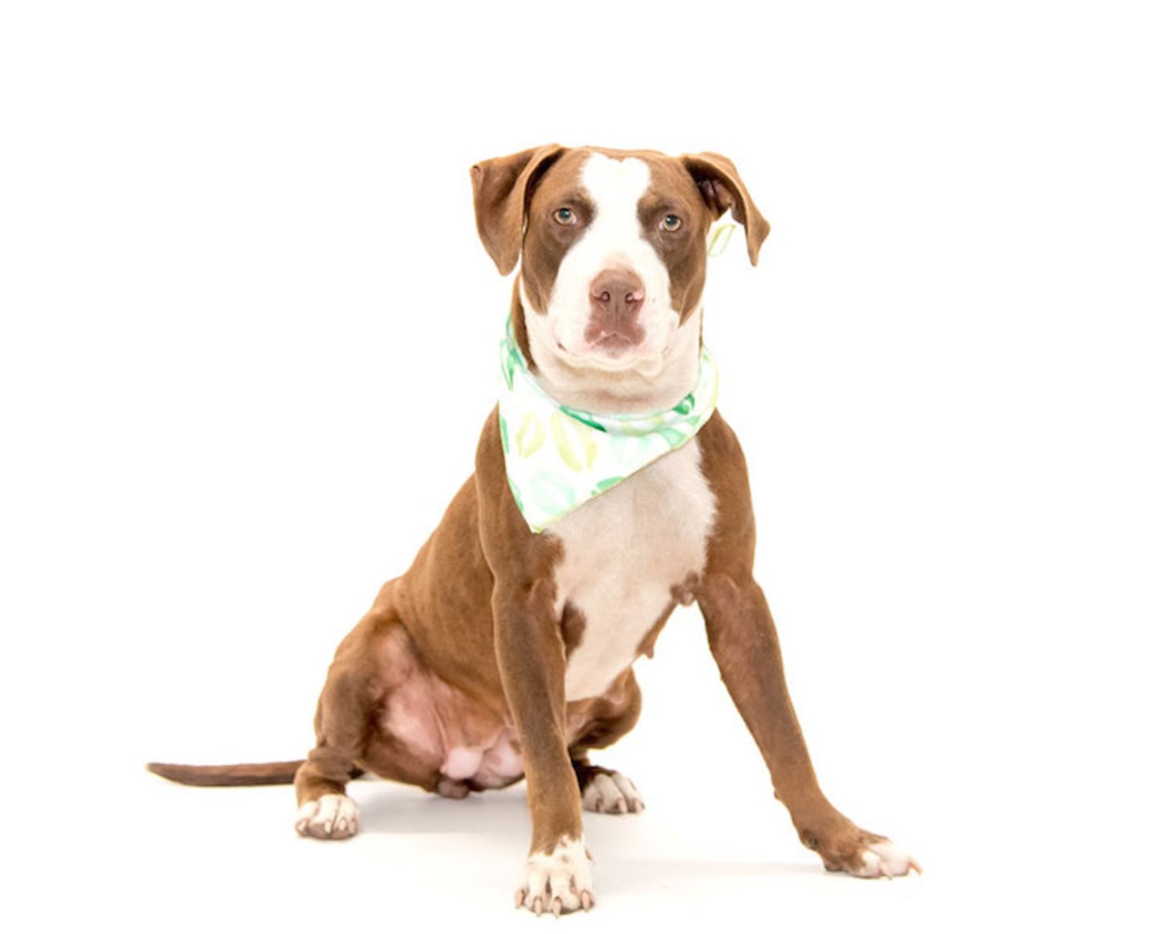 9 adoptable dogs hoping to be lucky this St. Patrick's Day