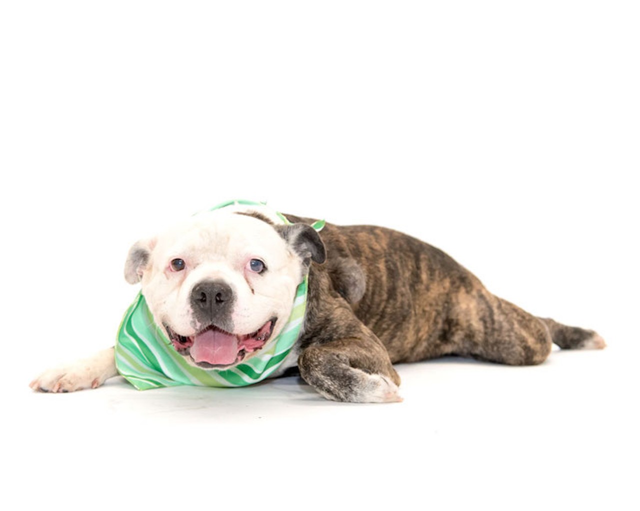 9 adoptable dogs hoping to be lucky this St. Patrick's Day