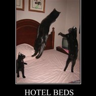 Cats 1, Loews Hotel 0