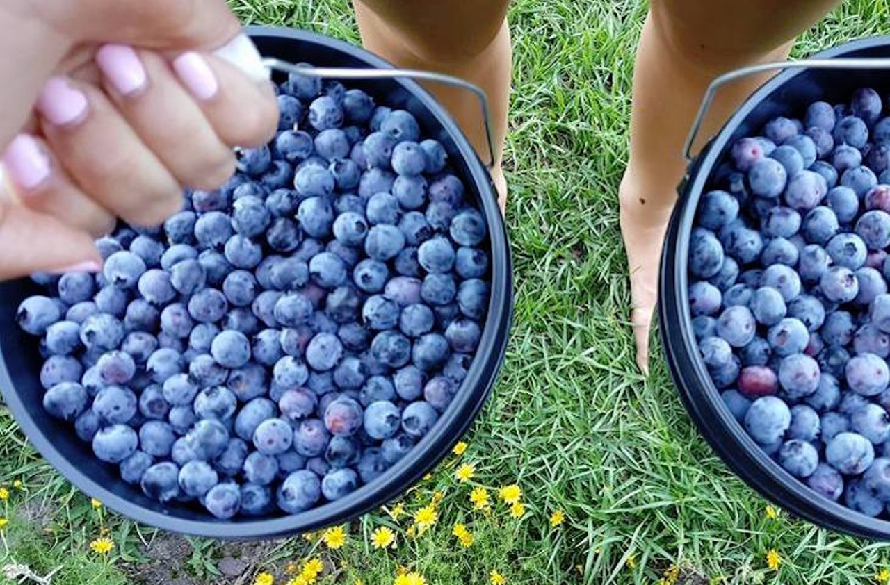 B&G Rucks Blueberries
1031 Oak Shore Drive, St. Cloud | 407-928-1261
Blueberries are ripe and ready for pickin&#146; at B&G Rucks. And they&#146;re just $3 per pound. This farm is also known for its fresh eggs and honey from beehives.
Photo via B&G Rucks U-Pick Blueberries/Facebook