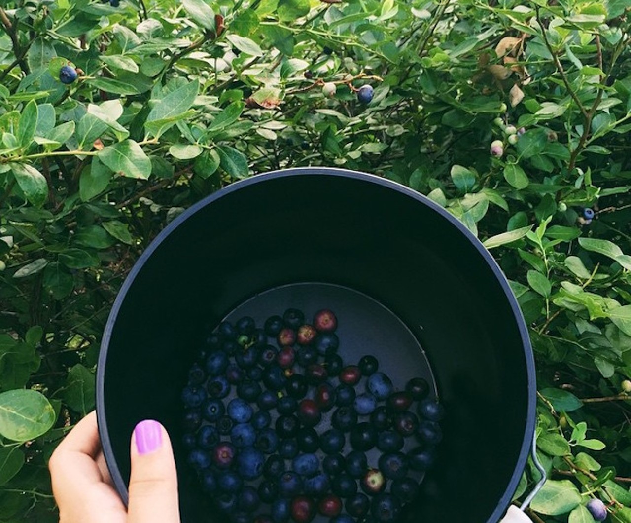 Chapman's Berries
75 Nolte Road, St. Cloud | 321-624-9482
Chapman&#146;s is all about that berry, black and blue to be more specific. These farm fanatics are slinging massive buckets of berries all season long for $20.
Photo via amtorres08/Instagram