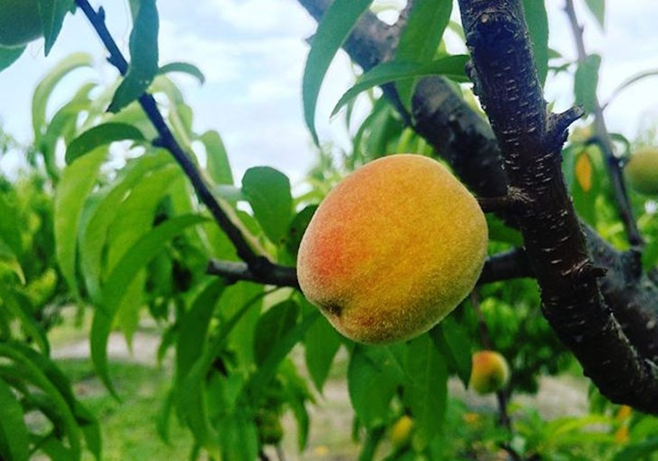 Premium Peach, LLC
3920 Packard Ave., St. Cloud | 407-448-9958
Enjoy peach season while you can with the farmers at Premium Peach. True to the struggle, they made pickin&#146; economical with peach pounds coming in at just $3.
Photo via pgrench/Instagram