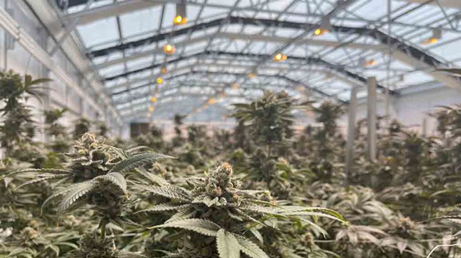 A greenhouse at Cresco’s Indiantown medical marijuana processing facility