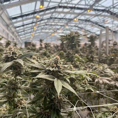 A greenhouse at Cresco’s Indiantown medical marijuana processing facility