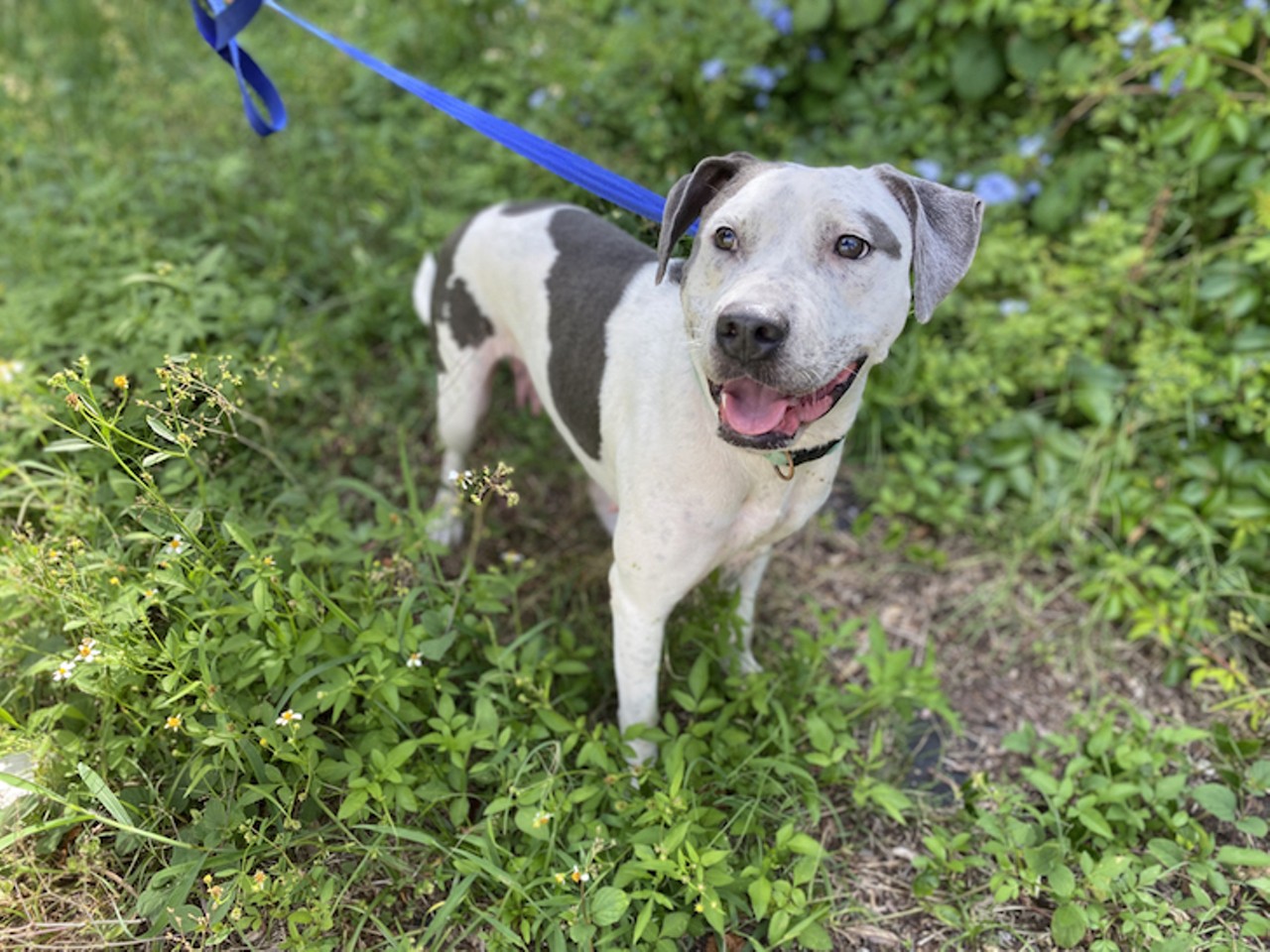 Adopt one of&nbsp;Pet&nbsp;Alliance of Greater Orlando's 'Shelter Crushes of the Week'