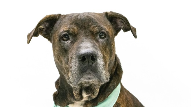 Adoptable dog Burke is loves belly rubs and he's waiting to meet you at Orange County Animal Services