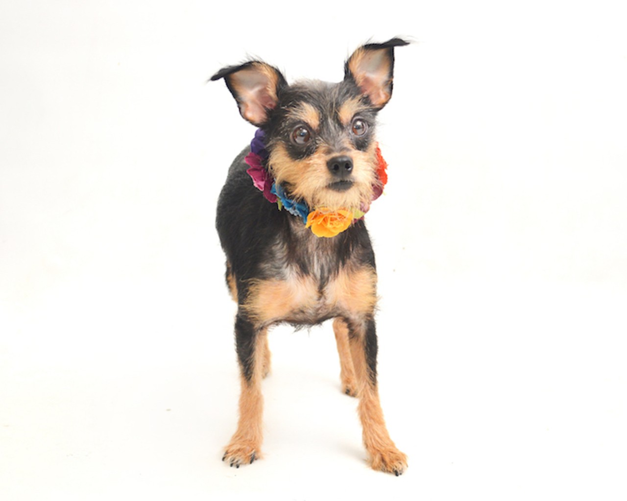 Adorable, adoptable dogs in Orange County, in exact order of cuteness
