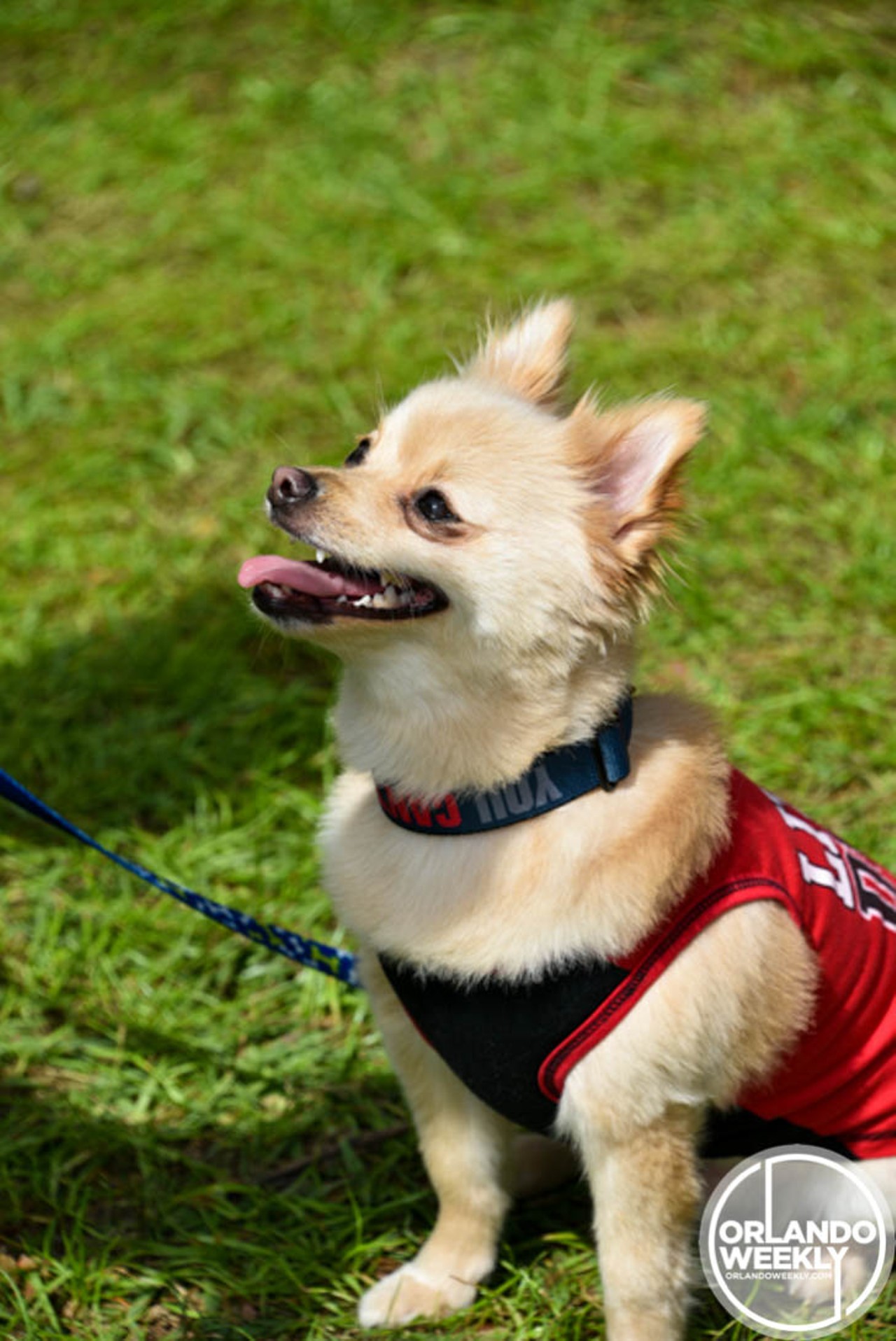 Adorable photos of our four-legged friends from Puppy Love Dog Festival 2016