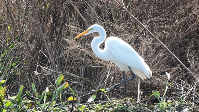 Paynes Prairie Preserve State Park is one of Florida's premier birding sites.