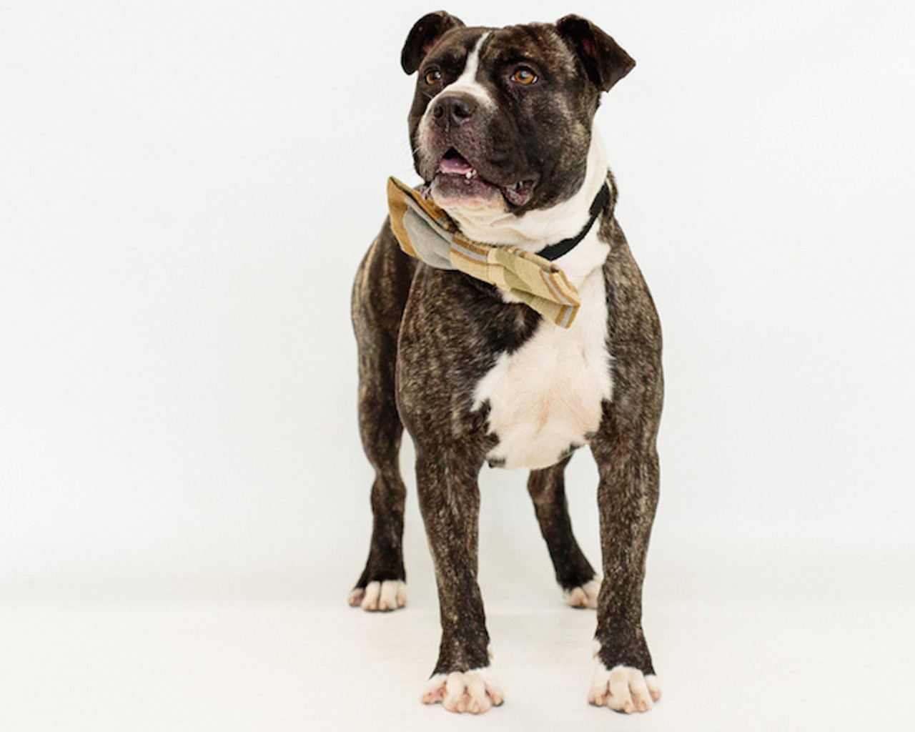 Are you lonesome tonight? Here are 24 adoptable dogs who'll keep you company