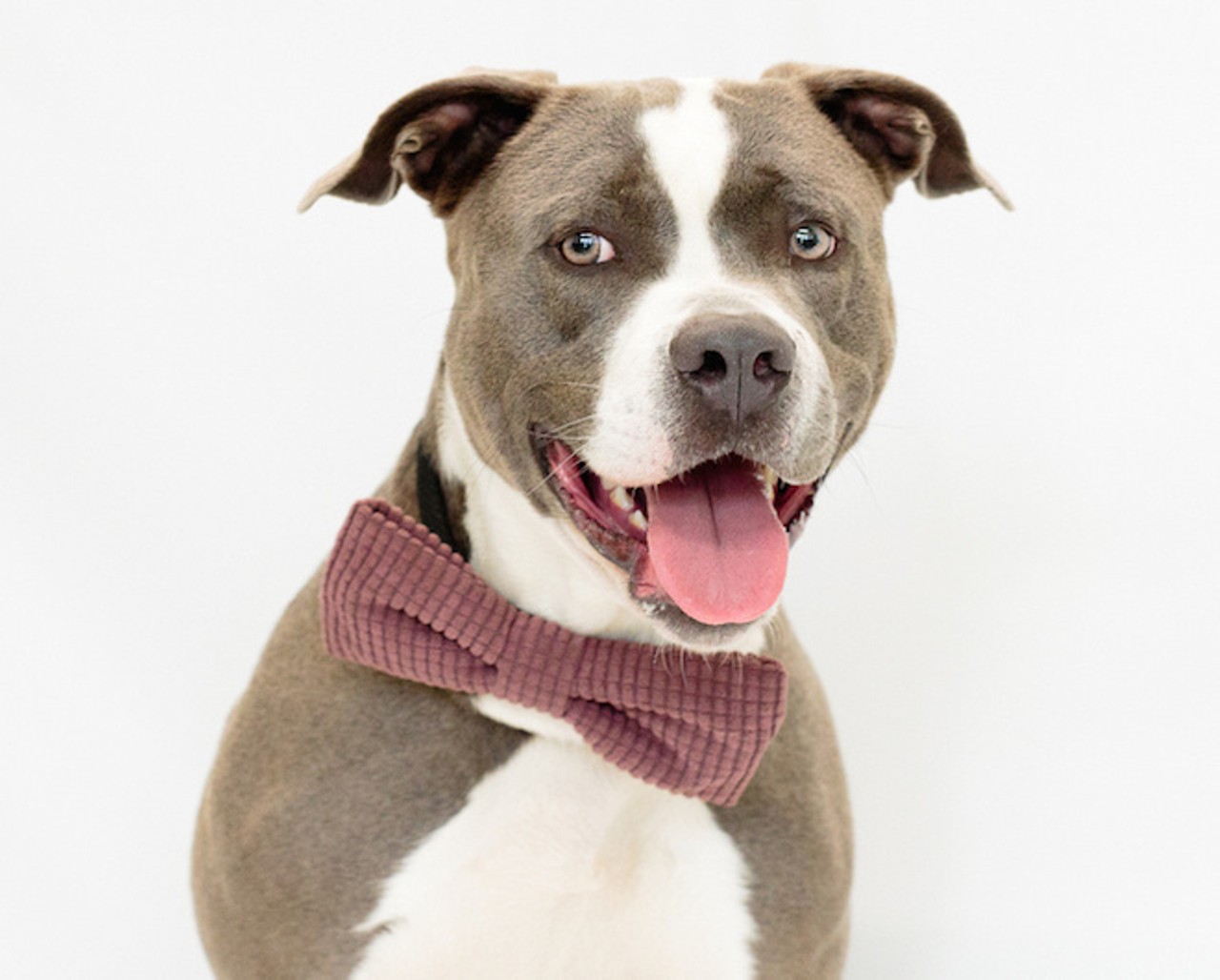 Are you lonesome tonight? Here are 24 adoptable dogs who'll keep you company