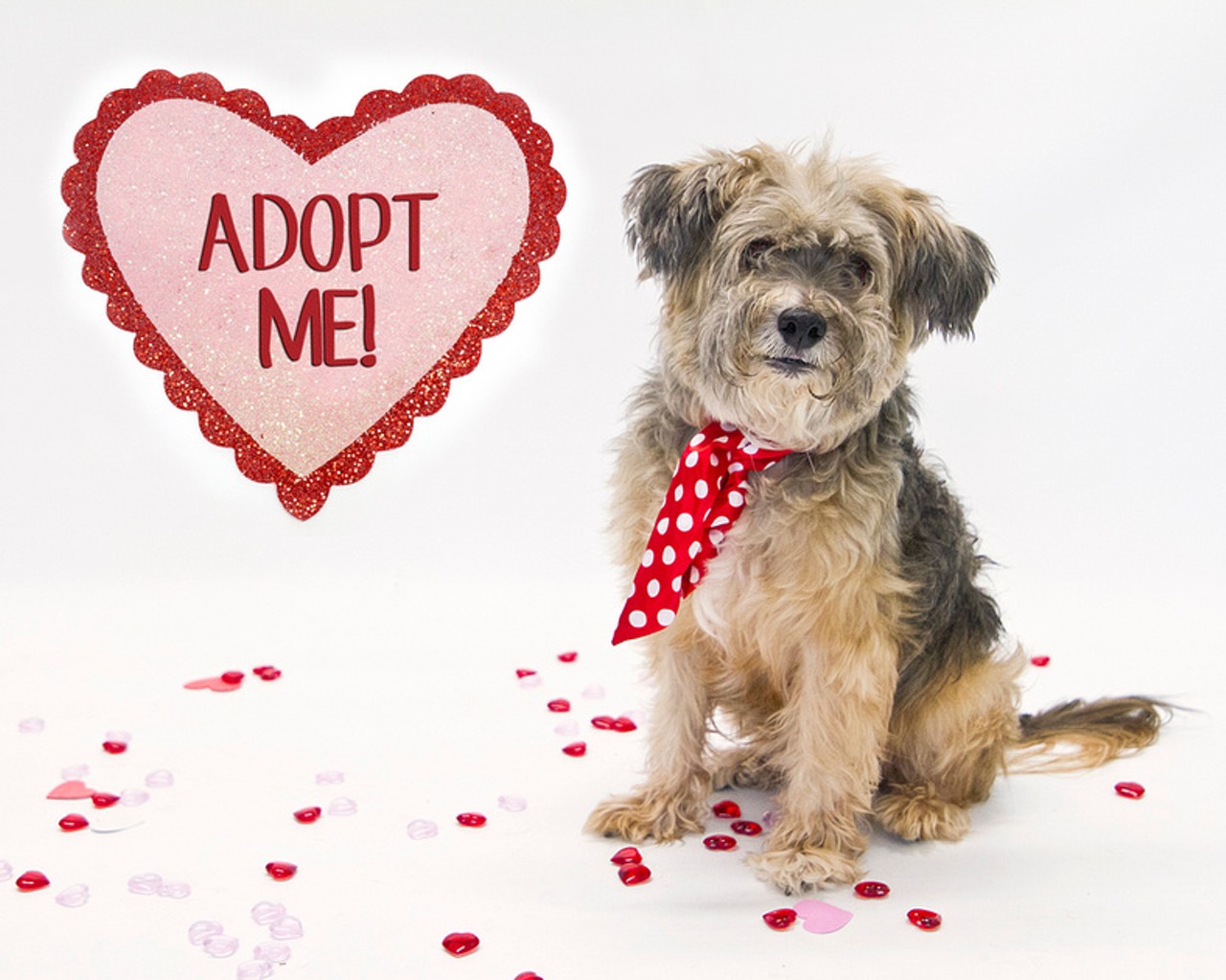 Be mine? 17 dapper dogs who would love to be your Valentine