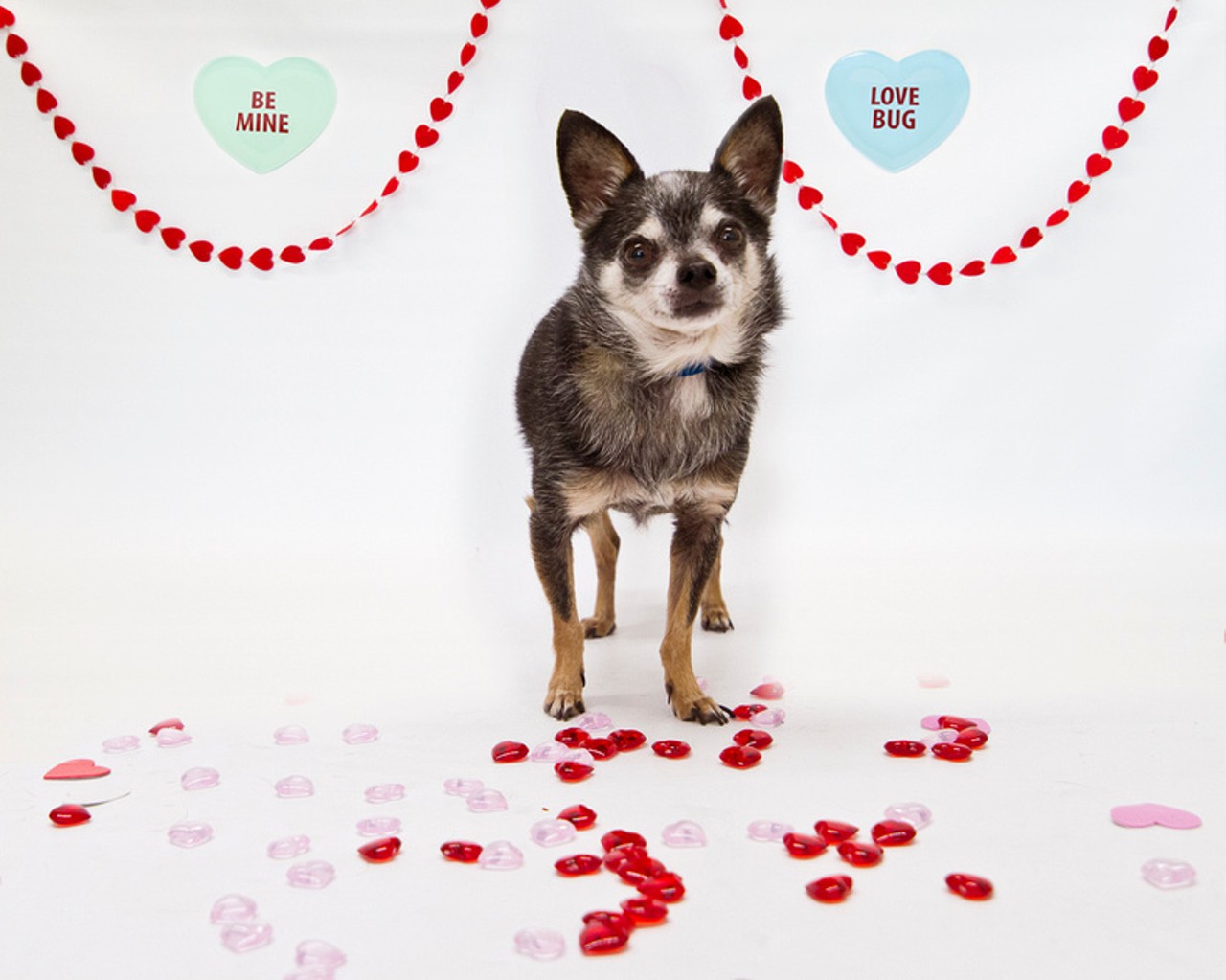 Be mine? 17 dapper dogs who would love to be your Valentine