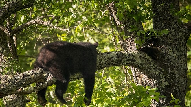 The black bear was first spotted in a tree in the Lake Eola area over the weekend