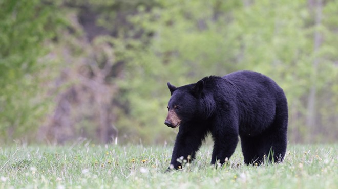 Bear 'self-defense' bill moves ahead in Florida House