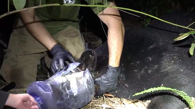 Florida Black Bear rescued after spending a month with a jug on its head