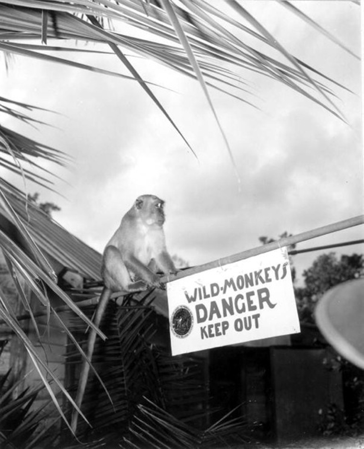 Wild Monkeys. Danger. 1946.