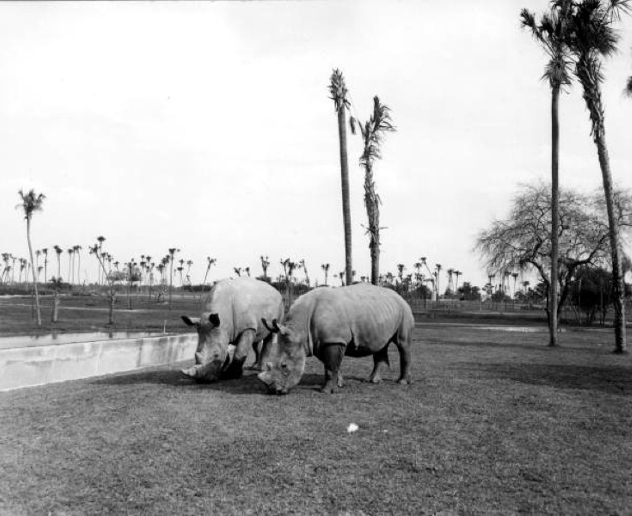 Busch Gardens
Tampa's own Busch Gardens had exotic wildlife on display way before Disney World opened its Animal Kingdom. These two rhinos caught hanging out in 1965 were just some of the nonnative animals tourists could admire.