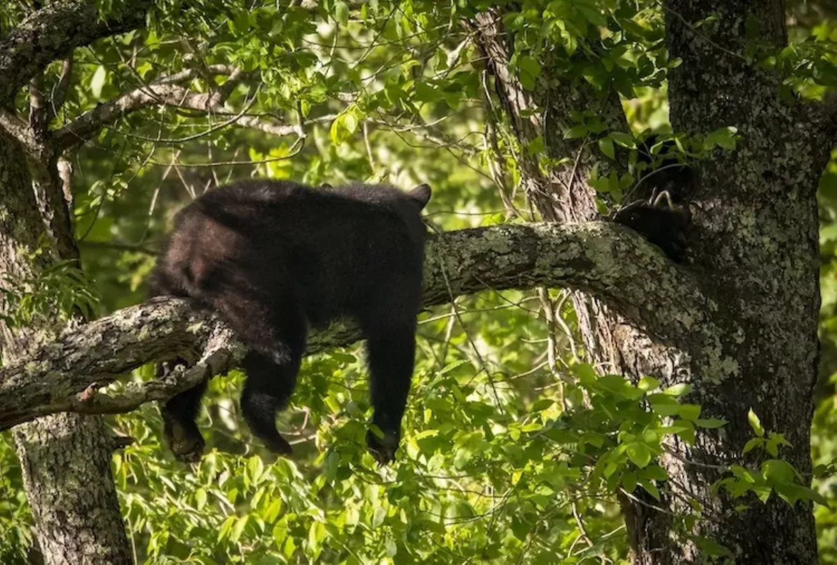 The black bear was first spotted in a tree in the Lake Eola area over the weekend