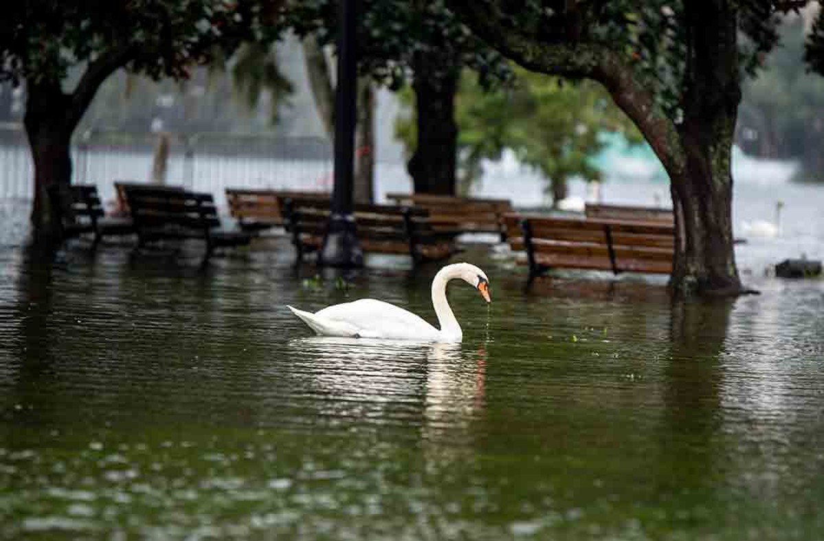 Best ‘Orlando of the Apes’: Swans take over Lake Eola Park post-hurricane
