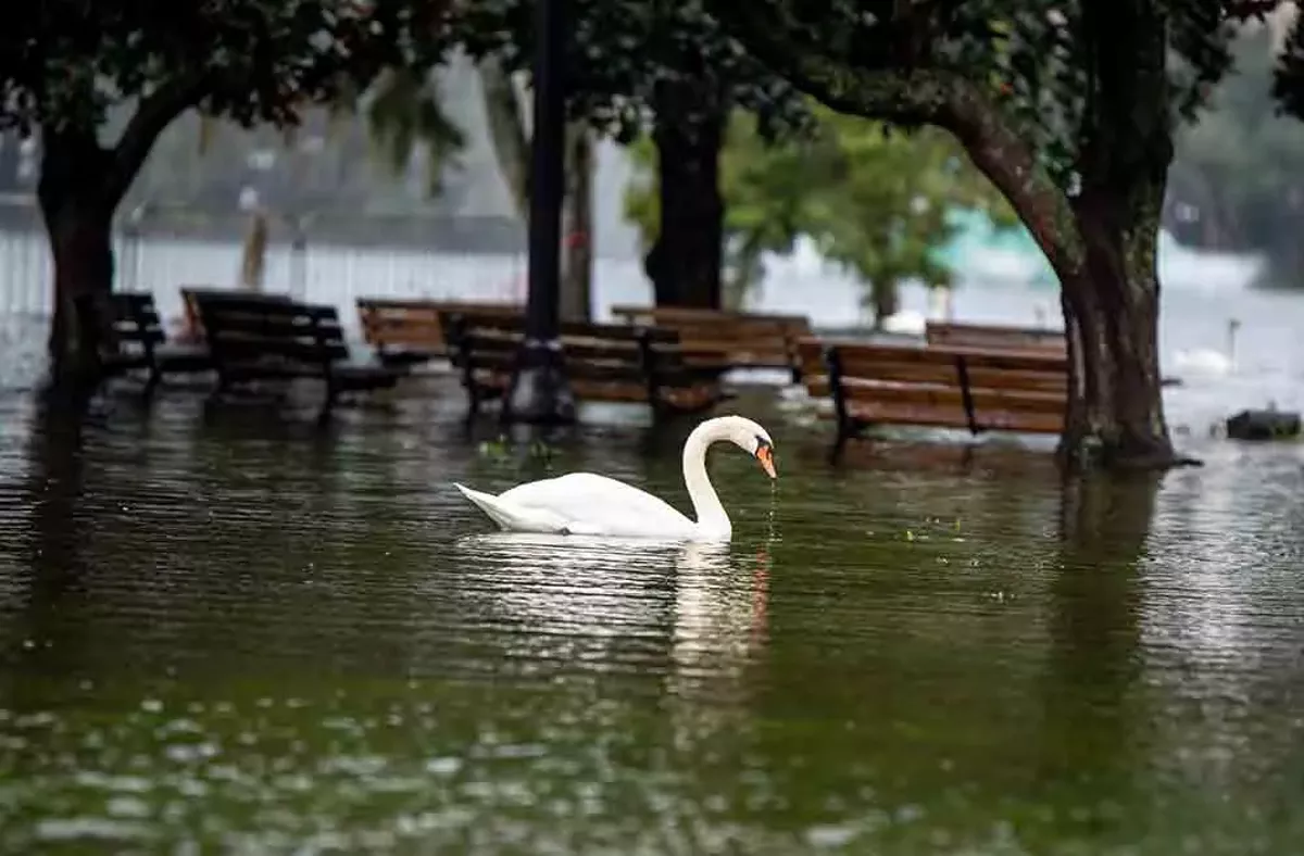 Image: Best &lsquo;Orlando of the Apes&rsquo;: Swans take over Lake Eola Park post-hurricane